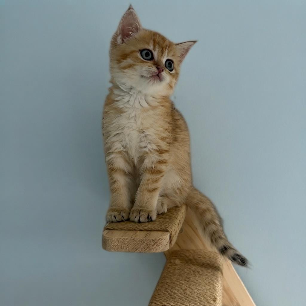 Cat Perch Wall Ladder, Wooden Cat Shelves with Sisal Steps