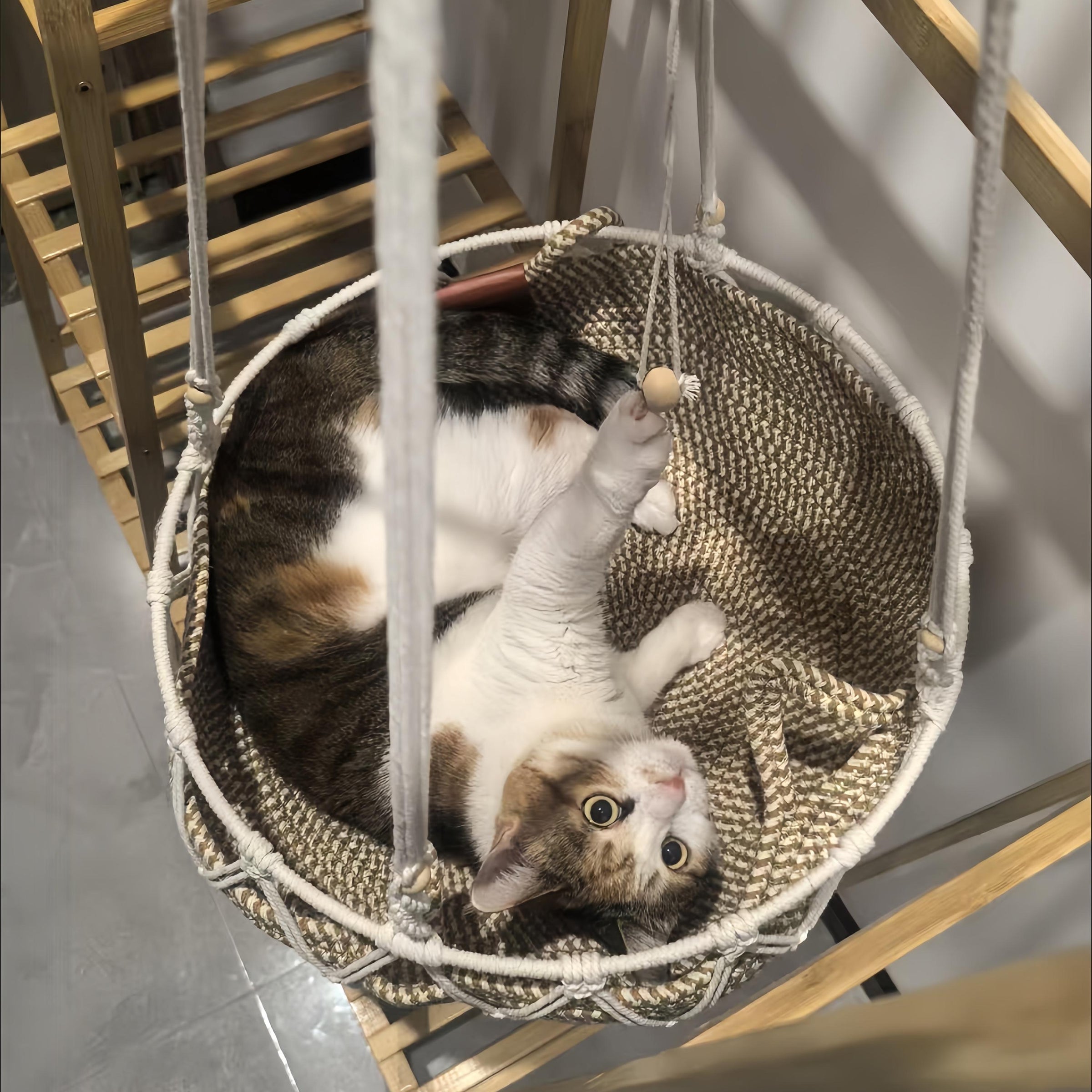 Tabby and white cat reclining on a patterned cushion in the hanging hammock